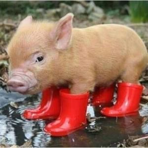 Meet your Posher, Sharon